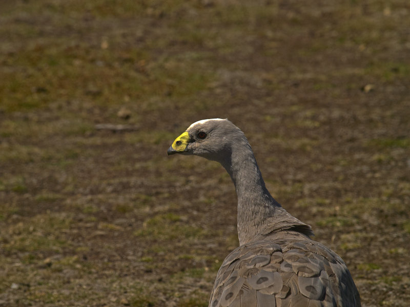Goose, Kangaroo Island